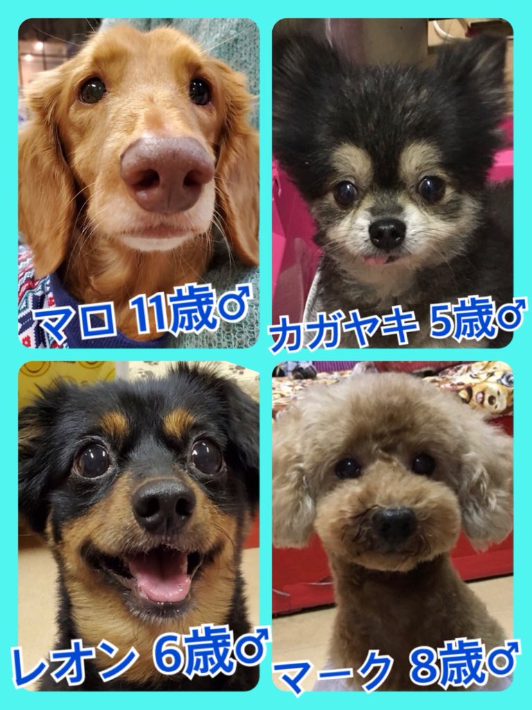 🐾今日はニャンワン🐱🐶の日🐾今日の里親様募集中ワンコ🐶メンバーです🐾2019,11,21